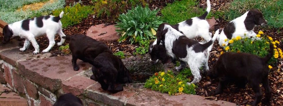 Welpen im Garten