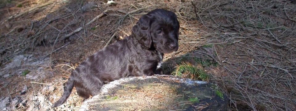 Welpe im Wald